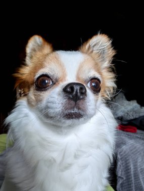 Küçük chihuahua kafasının komik bir ayrıntısı.