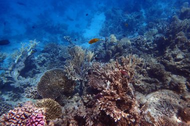 Kızıldeniz 'de deniz yaşamı, Mısır, Hurghada