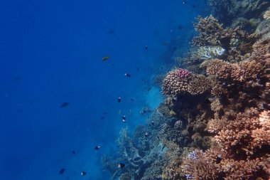 Kızıldeniz 'de deniz yaşamı, Mısır, Hurghada