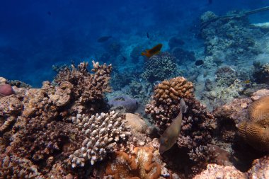 Kızıldeniz 'de deniz yaşamı, Mısır, Hurghada