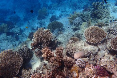 Kızıldeniz 'de deniz yaşamı, Mısır, Hurghada