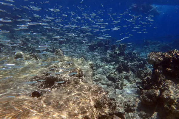 Kızıl Deniz 'de küçük balıklar Mısır' da, Hurghada