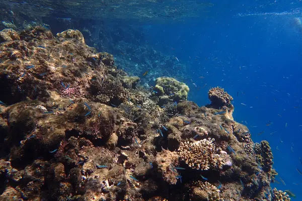 Kızıldeniz 'de deniz yaşamı, Mısır, Hurghada