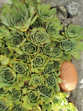 olağanüstüsarı bitki doku çok güzel doğal arka plan olarak