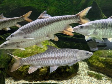 Tora büyük gölde balık tutuyor.