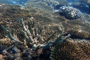 Kızıl Deniz 'deki doğal mercan dokusu Mısır' da
