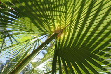 Taze yeşil palmiye yapraklarının dokusu güzel doğal bir arka plan.