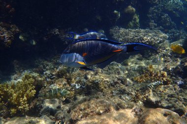 Kızıl Deniz 'den Acanthurus Sohal balığı