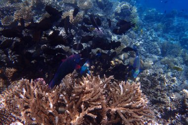 Kızıldeniz 'de deniz yaşamı, Mısır, Hurghada