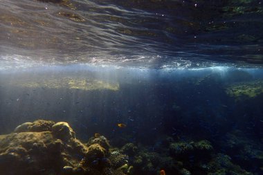 Kızıldeniz 'de deniz yaşamı, Mısır, Hurghada