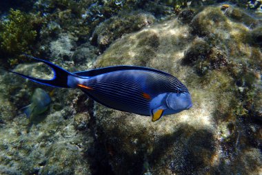 Kızıl Deniz 'den Acanthurus Sohal balığı