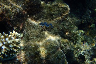 Kızıl denizdeki deniz kabuğu Mısır