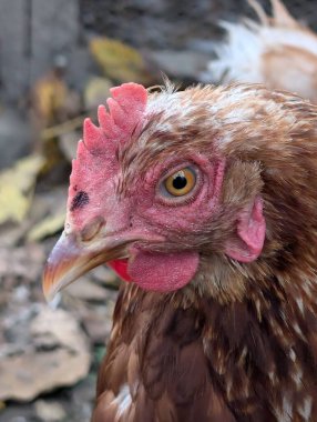 Sonbaharda küçük bir çiftlikten.