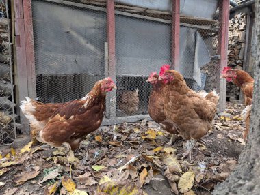 Sonbaharda küçük çiftliklerden gelen tavuklar