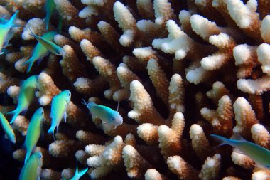 Kızıl Deniz 'deki doğal mercan dokusu Mısır' da
