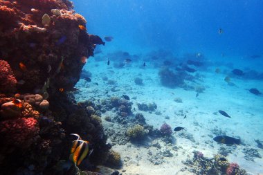 Kızıldeniz 'de deniz yaşamı, Mısır, Hurghada