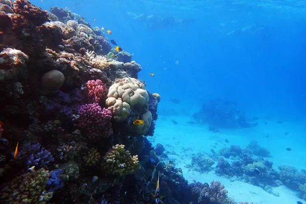 Kızıldeniz 'de deniz yaşamı, Mısır, Hurghada
