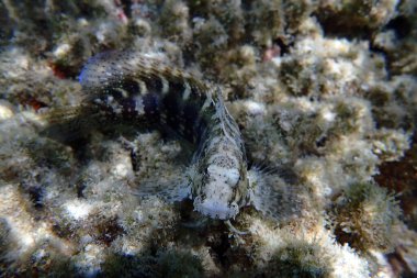 Petroscirtes mitratus balığı Kızıl Deniz Mısır 'dan 