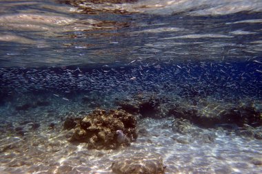 Kızıl Deniz 'de küçük balıklar Mısır' da, Hurghada
