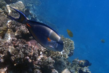 Kızıl Deniz 'den Acanthurus Sohal balığı
