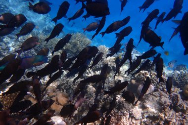 Makadi Körfezi, Mısır 'daki Kızıl Deniz Mercan Resifi, 