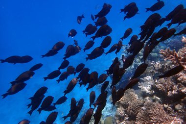 Makadi Körfezi, Mısır 'daki Kızıl Deniz Mercan Resifi, 