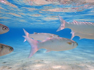 Kızıl denizde süt balığı yiyecek bir şeyler arıyor.