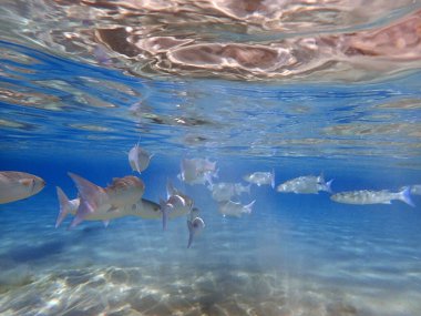 Kızıl denizde süt balığı yiyecek bir şeyler arıyor.