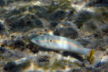 Kızıl Deniz 'den Thalassoma Klunzingeri balığı