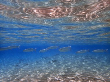 Kızıl denizde süt balığı yiyecek bir şeyler arıyor.