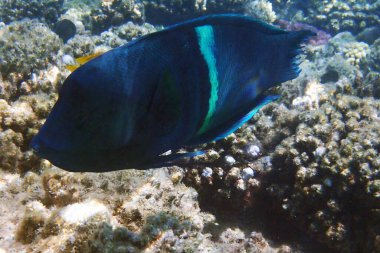 Mercan balığı Palyaço Kuzu (Coris aygula) Kızıl Deniz, Mısır, Makadi Körfezi