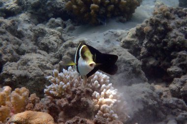 Kızıl denizden bilinmeyen balıklar Mısır, Hurghada