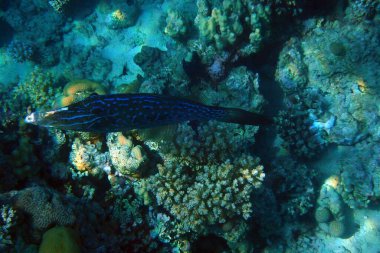 Kızıl Deniz 'den çırpılmış Filefish (Aluterus Scritus)