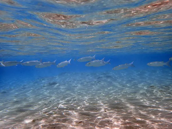 Kızıl denizde süt balığı yiyecek bir şeyler arıyor.