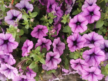 Petuina çiçek dokusu çok güzel doğal bir arka plan.