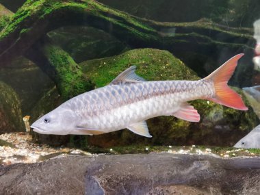 Tora büyük gölde balık tutuyor.