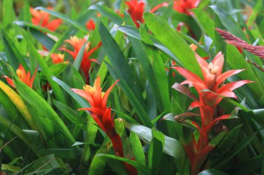 Yeşil ve kırmızı yapraklı yeşil bromelia çiçeği