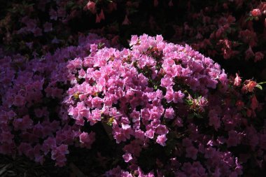 Açelya çiçeği dokusu çok güzel bir bahar arkaplanı.