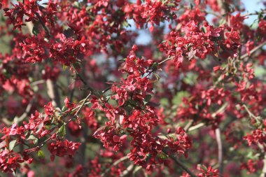 Kırmızı Japon kiraz çiçekleri çok güzel bir arka plan.