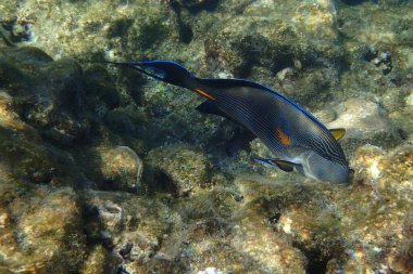 Kızıl Deniz 'den Acanthurus Sohal balığı
