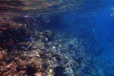 Mısır 'da güzel mercan resifleri var, Safaga.