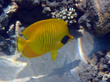 Chaetodon semilarvatus balığı Kızıl denizden 