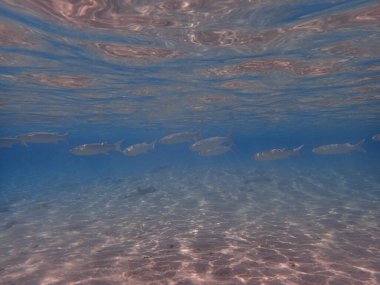 Kızıl denizde süt balığı yiyecek bir şeyler arıyor.