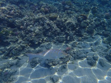 Mısır 'da güzel mercan resifleri var, Safaga.