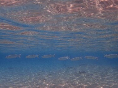 Kızıl denizde süt balığı yiyecek bir şeyler arıyor.