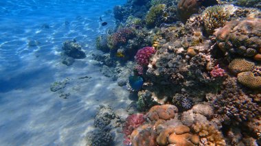 Mısır 'da güzel mercan resifleri var, Safaga.
