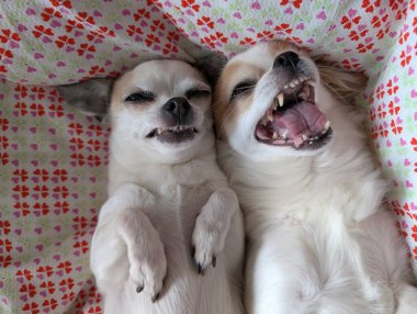 Küçük Chihuahua, arkadaşıyla yatakta dinleniyor.