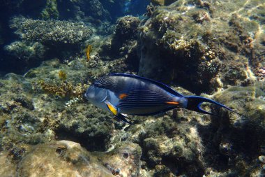 Kızıl Deniz 'den Acanthurus Sohal balığı