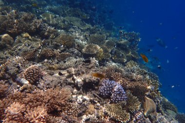 Kızıldeniz 'de deniz yaşamı, Mısır, Hurghada