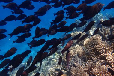 Kızıldeniz 'de deniz yaşamı, Mısır, Hurghada